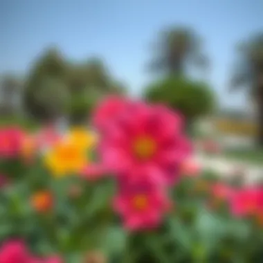 Vibrant Flora of Abu Shagara Park A close-up of vibrant flowers in bloom within the park
