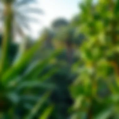 Lush greenery and diverse wildlife on Al Sinniyah Island