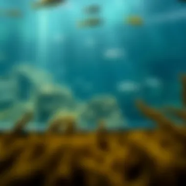 Marine life experiences at The Lost Chambers Aquarium