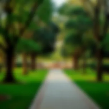 A tranquil park in the heart of Dubai surrounded by tall trees